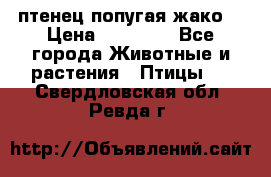 птенец попугая жако  › Цена ­ 60 000 - Все города Животные и растения » Птицы   . Свердловская обл.,Ревда г.